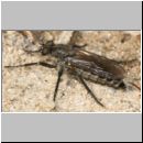 Lasiopogon cinctus - Raubfliege 04 10mm.jpg